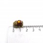 Миниатюрный Скарабей жук Янтарь коричневый бронза Кошельковый 507